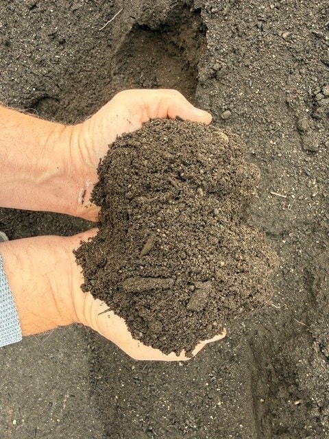 Two hands holding garden vegetable mix
